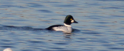 Common Goldeneye