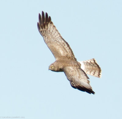 Northern Harrier