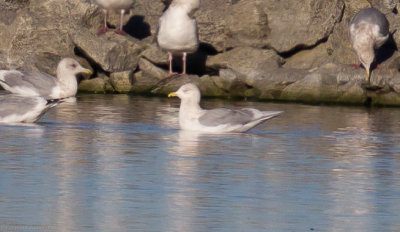 Iceland Gull