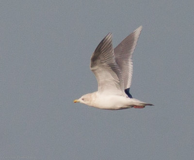 Iceland Gull