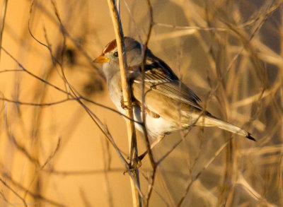 White-crowned Sparrow, immature