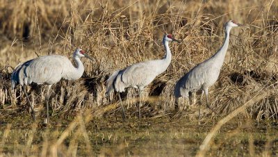 Greater Sandhill Cranes