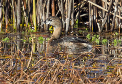 Pied-billed Grebe