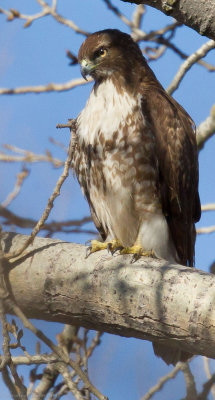 Red-tailed Hawk