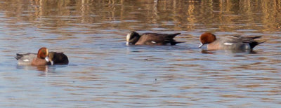 An Assortment of Wigeons