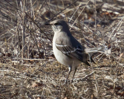 Mockingbird, missing tail