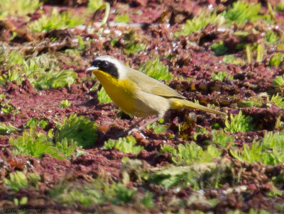 Common Yellowthroat