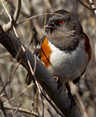 Spotted Towhee