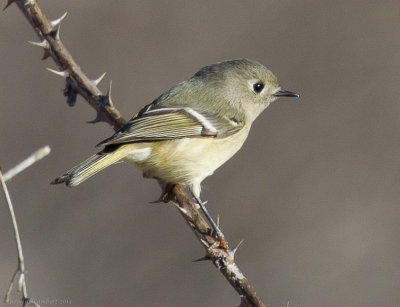 Ruby-crowned Kinglet