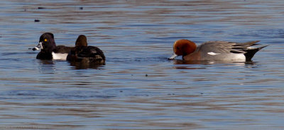 Ring-necked Duck and Eurasian Wigeon
