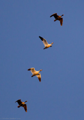Greater White-fronted and Snow Geese