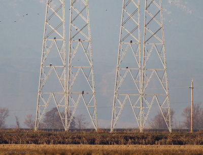 Bald Eagles