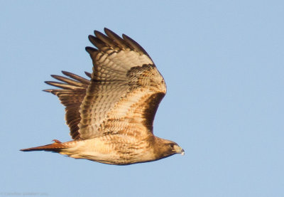 Red-tailed Hawk