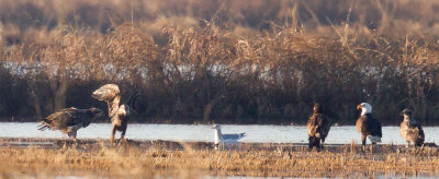 Bald Eagles