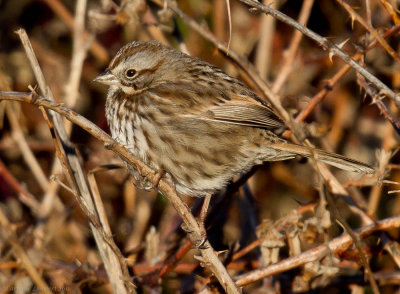 Song Sparrow