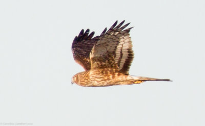 Northern Harrier