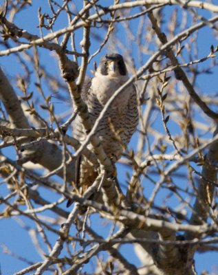 Peregrine Falcon