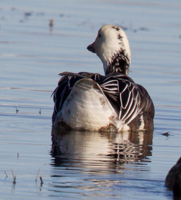 Blue morph Snow Goose from the back