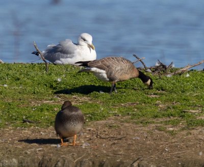 Cackling Goose and Herring Gull