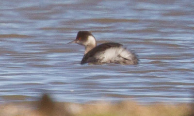 Eared Grebe