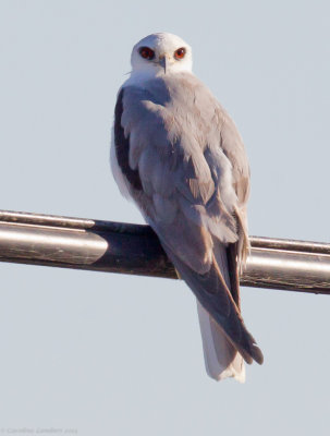 White-tailed Kite