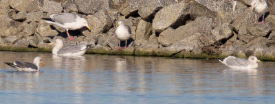 Iceland Gull and friends