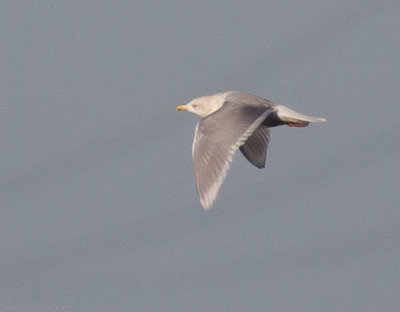 Iceland Gull