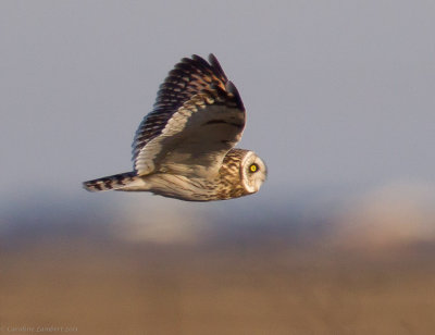 Short-eared Owl