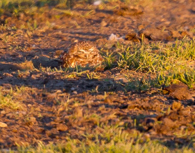 Burrowing Owl