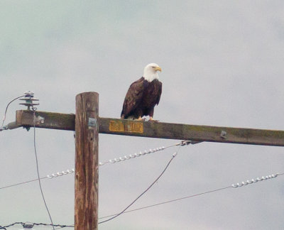 Bald Eagle 1