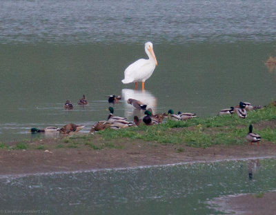 American White Pelican and ducks