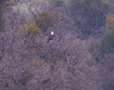 Bald Eagle 2