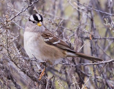 White-crowned Sparrow