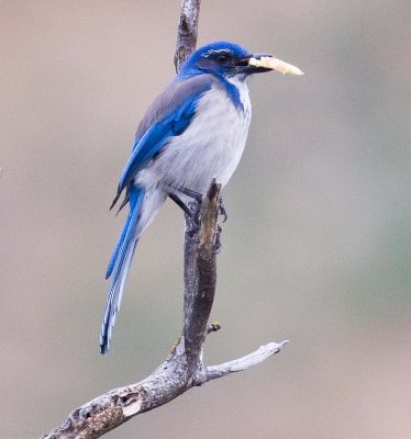 Western Scrub-Jay