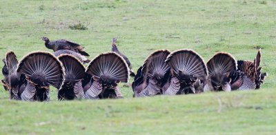 Wild Turkey display gathering