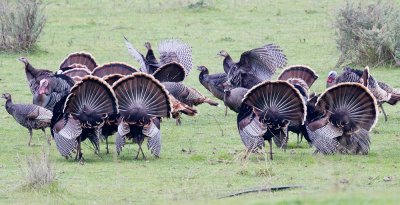 Are the females impressed or running away?