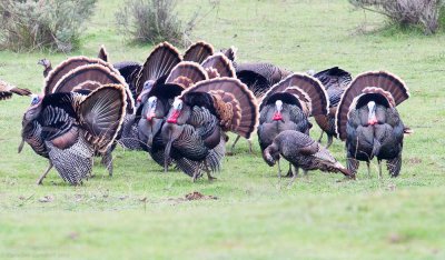 Wild Turkeys gone wild