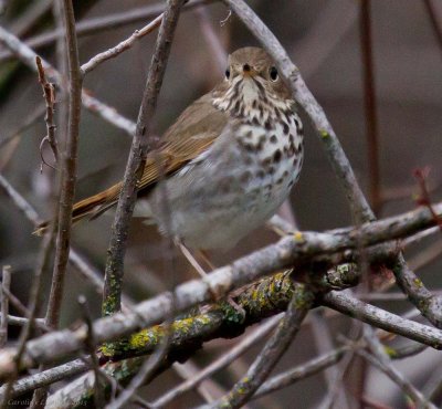 Hermit Thrush