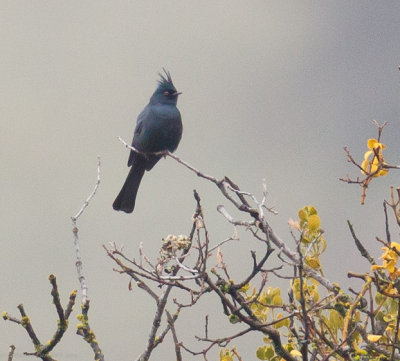 Waxwings, etc.