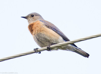 Western Bluebird