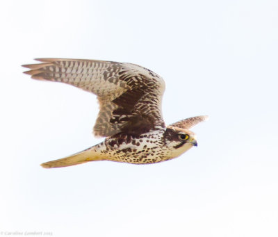 Prairie Falcon