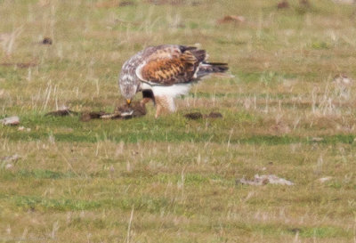 Ferruginous Hawk