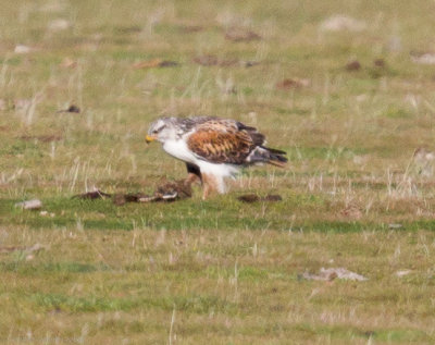 Ferruginous Hawk