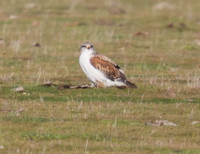 Ferruginous Hawk