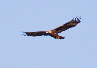 Golden Eagle #4