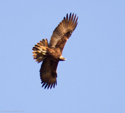 Golden Eagle