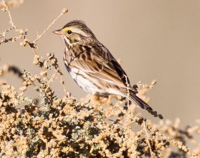 Savannah Sparrow