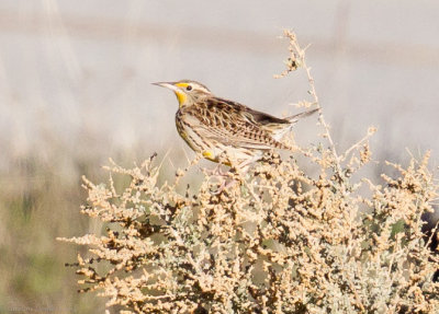 Western Meadowlark