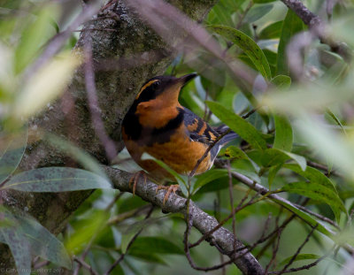 Varied Thrush