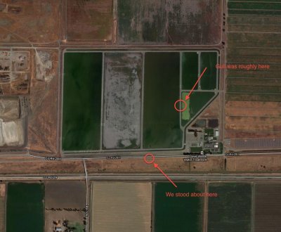 Gull location at wastewater plant